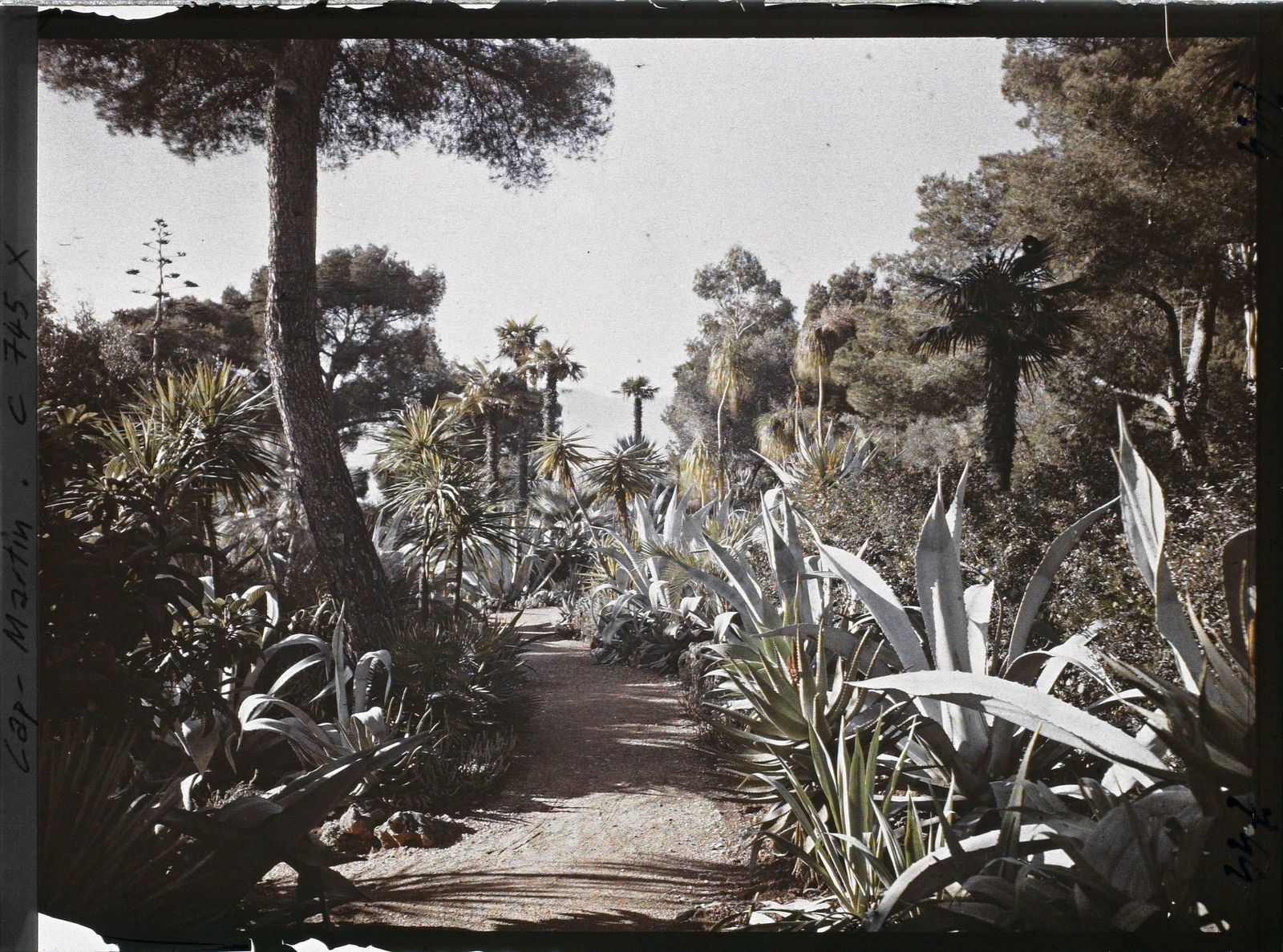 Une allée de plantes exotiques