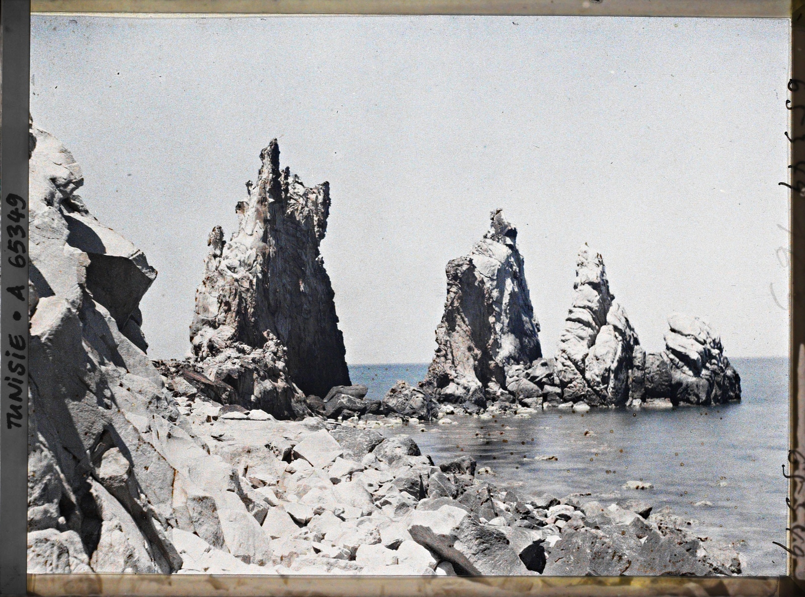 Les aiguilles sur le rivage